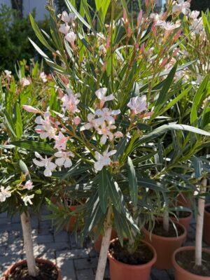 Nerium Oleander na štapu