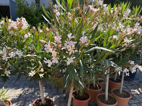Nerium Oleander na štapu