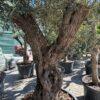 Olea europea maxi bonsai maslina