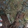 Olea europea maxi bonsai maslina