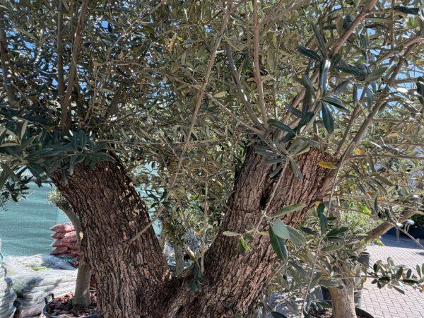 Olea europea maxi bonsai maslina