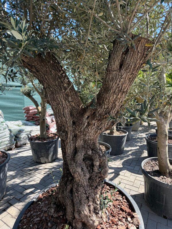Olea europea maxi bonsai maslina