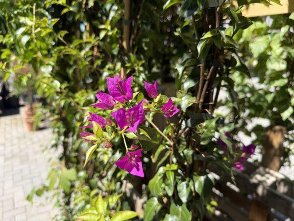 Boungavilea-bugenvilija puzavica