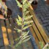 Cupressus leylandii
