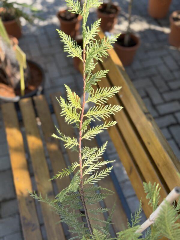 Cupressus leylandii