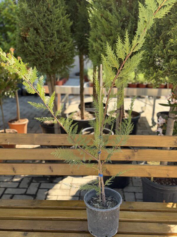 Cupressus leylandii