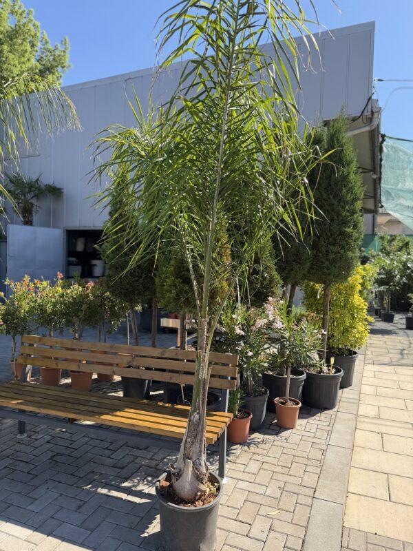 Palma cocos plumosa kokos