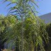 Palma cocos plumosa kokos