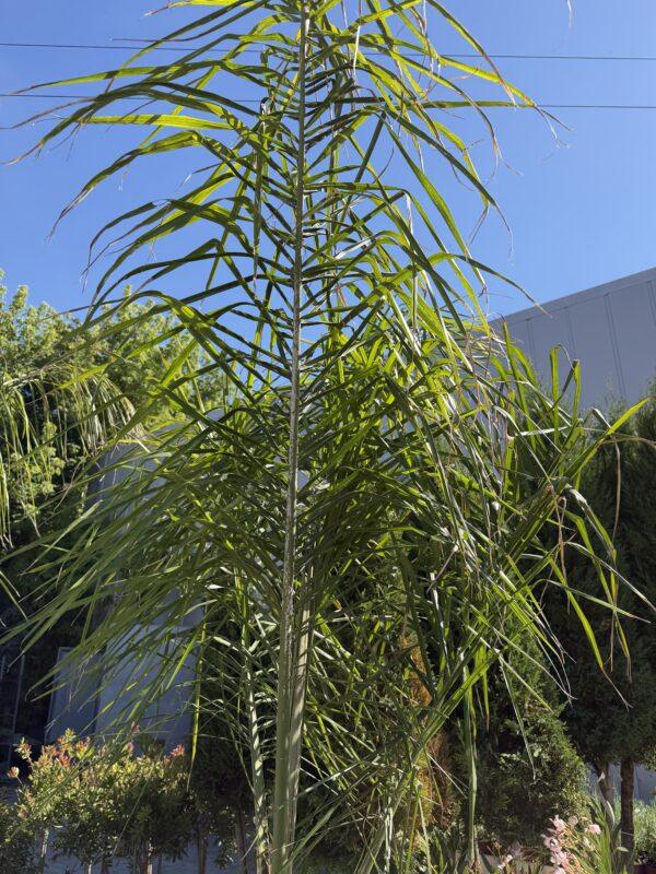 Palma cocos plumosa kokos