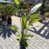 Strelitzia Nicolai strelicija (rajska ptica)