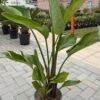 Strelitzia Nicolai strelicija (rajska ptica)