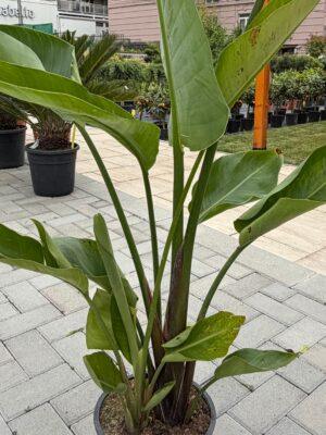 Strelitzia Nicolai strelicija (rajska ptica)