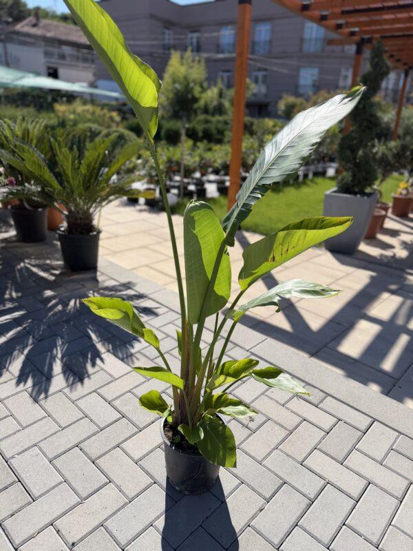 Strelitzia Nicolai strelicija (rajska ptica)