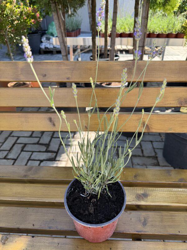 Lavandula s.p. h=30-35 cm