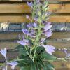 Hosta s.p