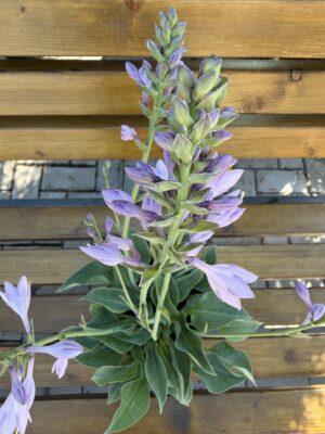 Hosta s.p