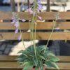 Hosta s.p