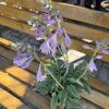 Hosta s.p