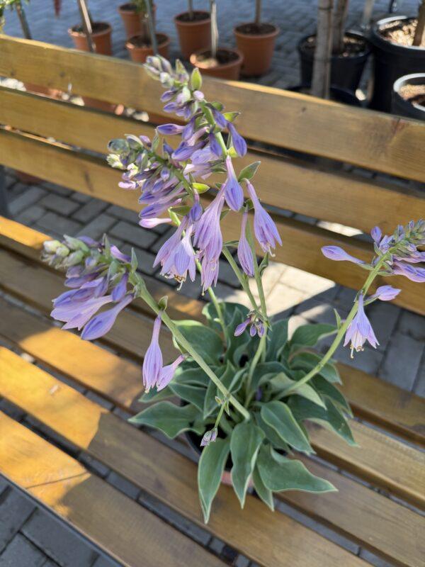 Hosta s.p