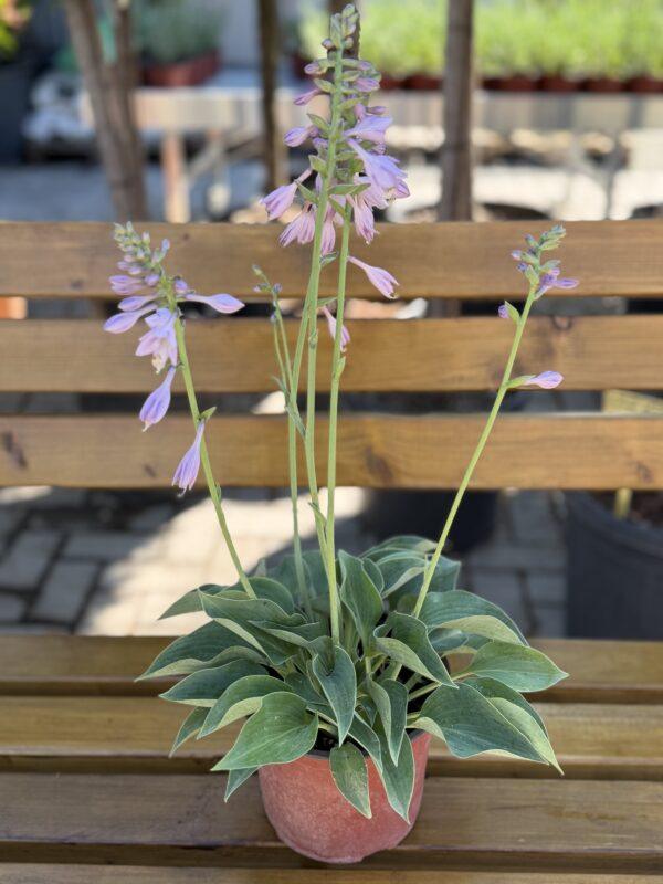 Hosta s.p