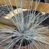 Festuca s.p.