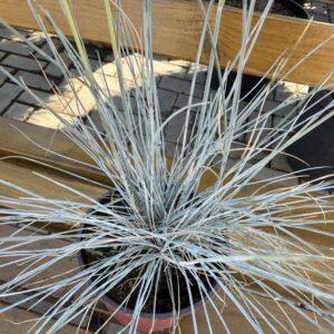 Festuca s.p.