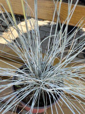Festuca s.p.