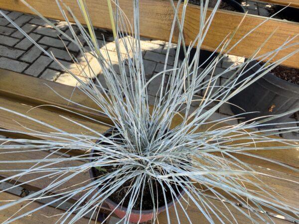 Festuca s.p.