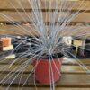 Festuca s.p.
