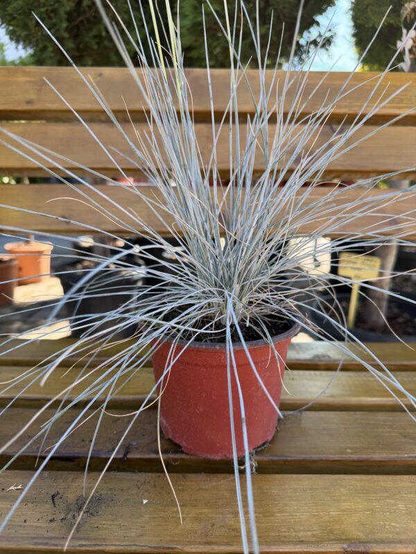 Festuca s.p.