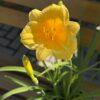 Hemerocallis - dnevni ljiljan