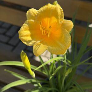 Hemerocallis - dnevni ljiljan