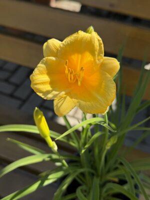 Hemerocallis - dnevni ljiljan