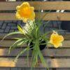 Hemerocallis - dnevni ljiljan