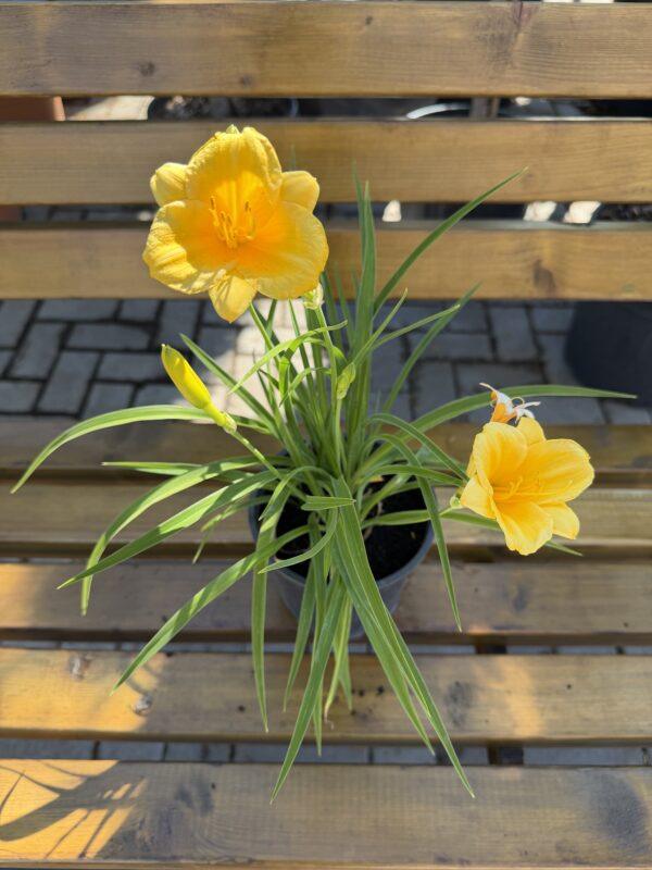 Hemerocallis - dnevni ljiljan
