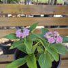 Hydrangea macrophylla 'You and Me Romance'