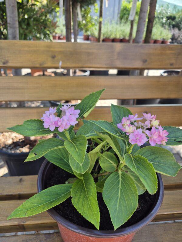 Hydrangea macrophylla 'You and Me Romance'