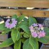 Hydrangea macrophylla 'You and Me Romance'