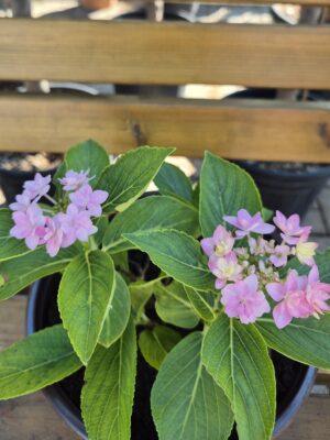Hydrangea macrophylla 'You and Me Romance'