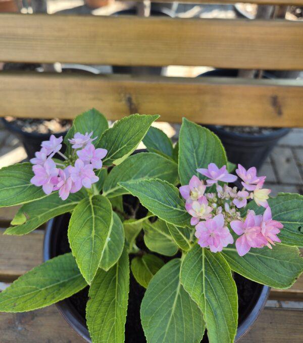 Hydrangea macrophylla 'You and Me Romance'