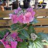 Hydrangea macrophylla 'Blaumeise'