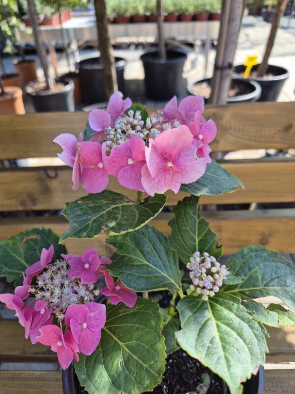 Hydrangea macrophylla 'Blaumeise'