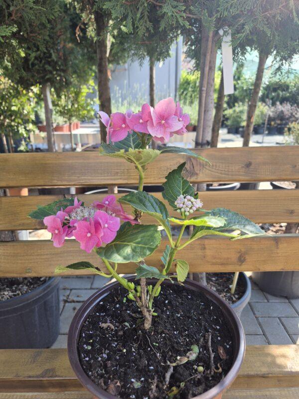 Hydrangea macrophylla 'Blaumeise'