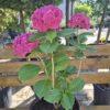 Hydrangea macrophylla 'Red Baron'