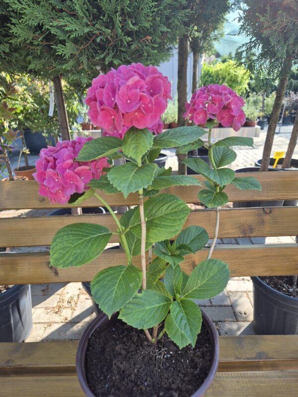 Hydrangea macrophylla 'Red Baron'