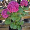 Hydrangea macrophylla 'Red Baron'