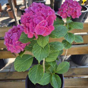 Hydrangea macrophylla 'Red Baron'