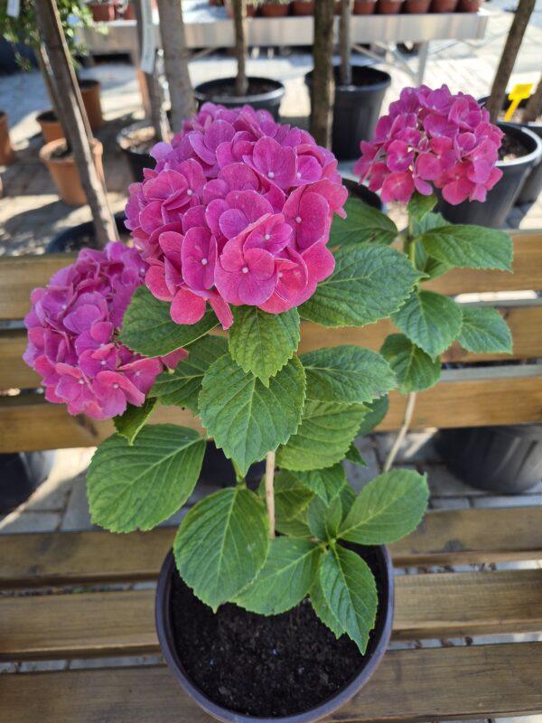 Hydrangea macrophylla 'Red Baron'