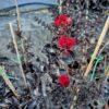 Lagerstroemia black diamond red hot - indijski jorgovan