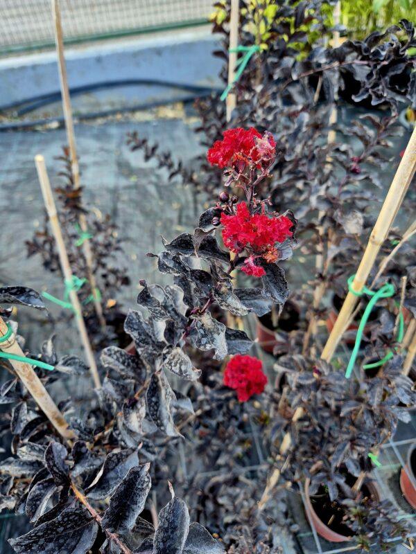 Lagerstroemia black diamond red hot - indijski jorgovan